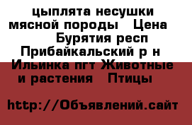 цыплята несушки мясной породы › Цена ­ 100 - Бурятия респ., Прибайкальский р-н, Ильинка пгт Животные и растения » Птицы   